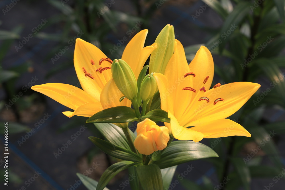 Obraz premium 百合の花