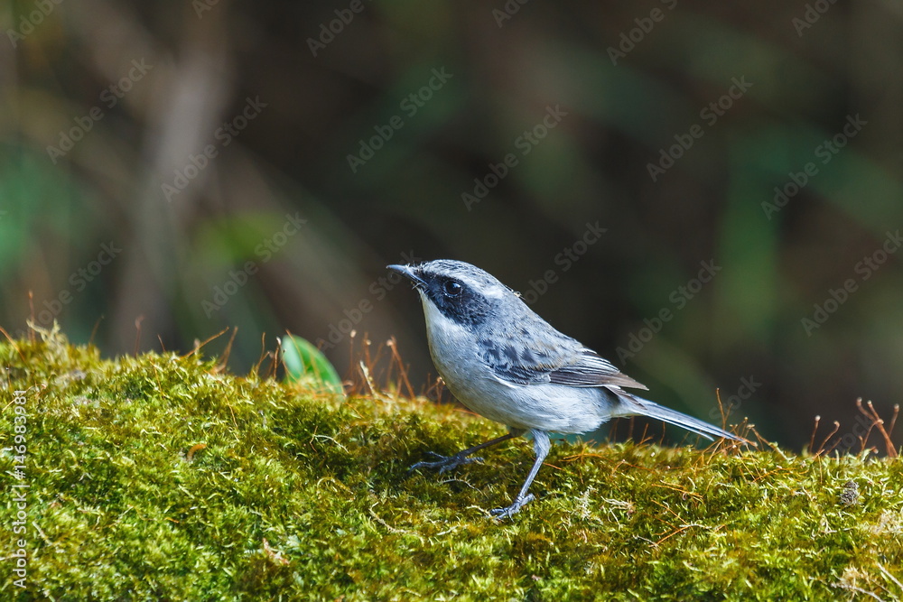 Grey Bushchat ( Saxicola ferrea ) ( male),Birds in Thailand, Doi Sun Juh, Chiang Mai. Grey Bushchat ( Saxicola ferrea ) ( male),Birds in Thailand, Doi Sun Juh, Chiang Mai.