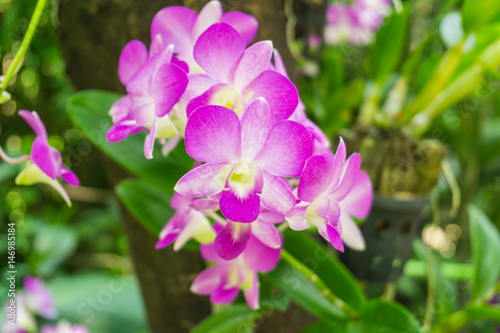 Beautiful purple orchid flower and green leaves background in garden  Orchid is queen of flowers in Thailand.