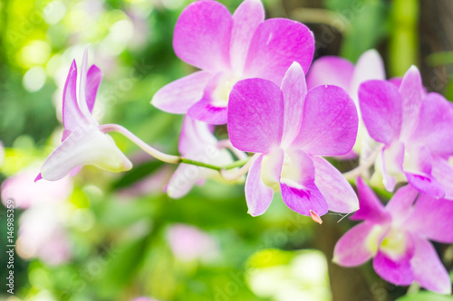 Beautiful purple orchid flower and green leaves background in garden, Orchid is queen of flowers in Thailand.