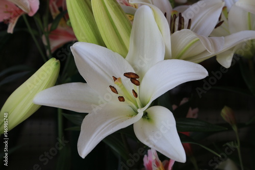 百合の花