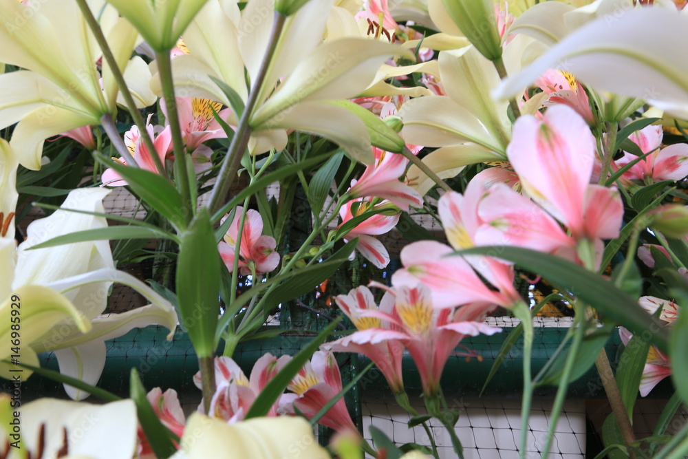 Obraz premium 百合の花