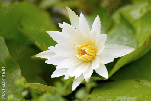 White lotus  White flower. Lotus flower of Buddha.