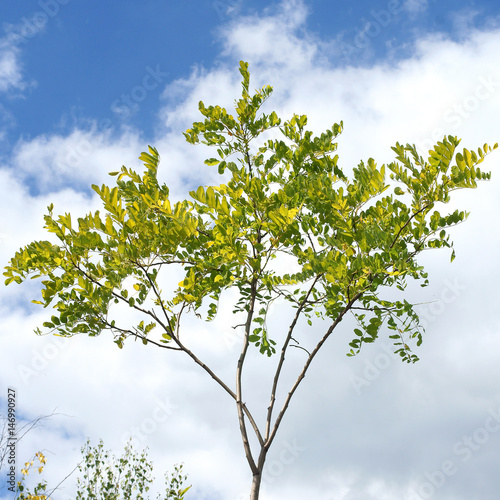 Tableau sur toile Robinia pseudoacacia Frisia