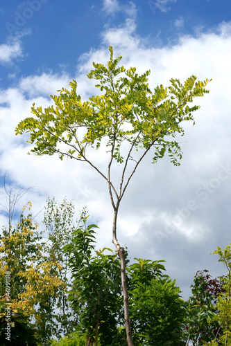 Tableau sur toile Robinia pseudoacacia Frisia
