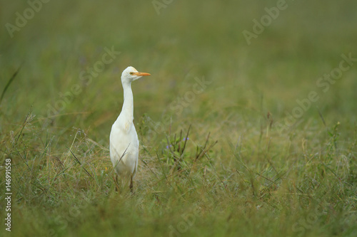 Egret in green field