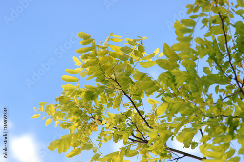Vászonkép Robinia pseudoacacia Frisia