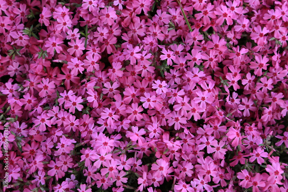 芝桜 芝桜