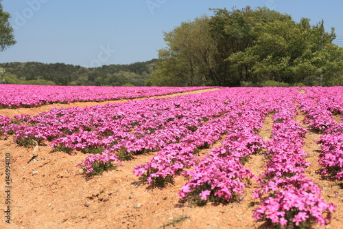 Wallpaper Mural 芝桜 Torontodigital.ca