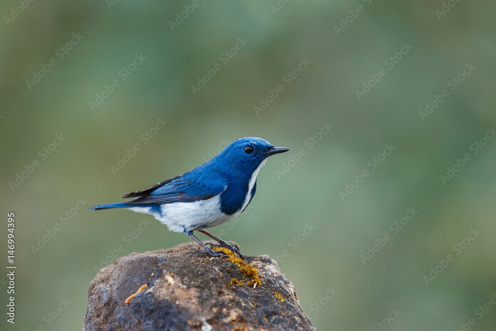 The birds in the nature of Thailand,Ultramarine flycatcher. The birds in the nature of Thailand,Ultramarine flycatcher.