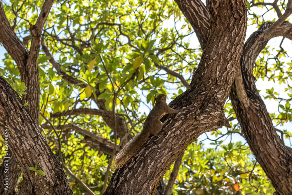 Up view on tropical tree on the beach. Magic Bali island, Indonesia.