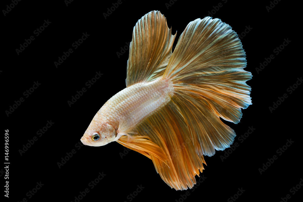 Fototapeta premium Capture the moving moment of Golden siamese fighting fish isolated on black background.