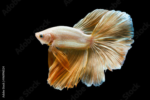 Capture the moving moment of Golden siamese fighting fish isolated on black background.