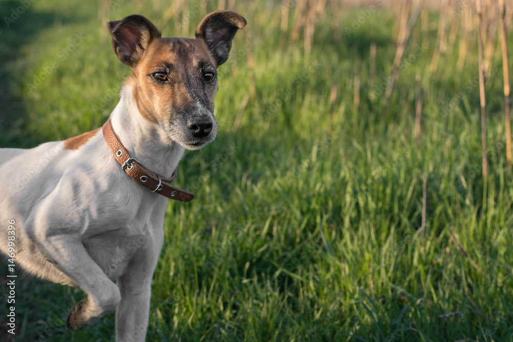 Dog fox terrier standing on green grass closeup