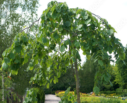 Ulmus Camperdownii / Elm Camperdownii photo