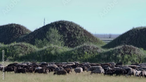 The lonely shepherd on a white horse chases a herd of sheeps in the background of green hills. photo
