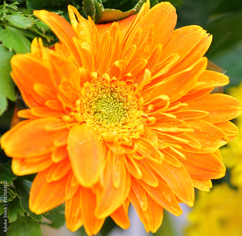 Close-up Orange gerbera flowers Close-up Orange gerbera flowers