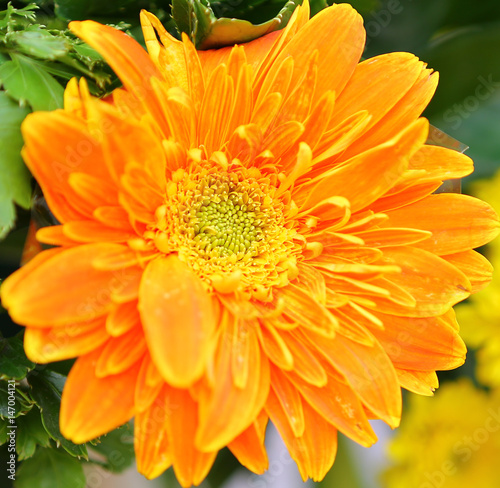 Close-up Orange gerbera flowers