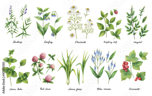 Hand drawn watercolor set of herbs and spices.
