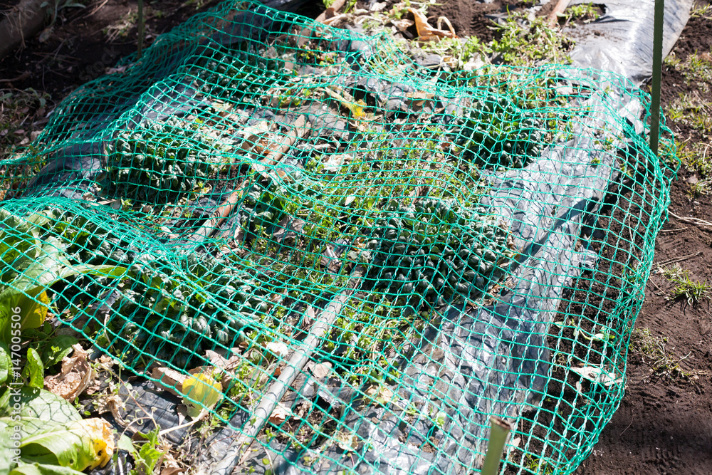 Farm products protected by a green plastic net  from birds