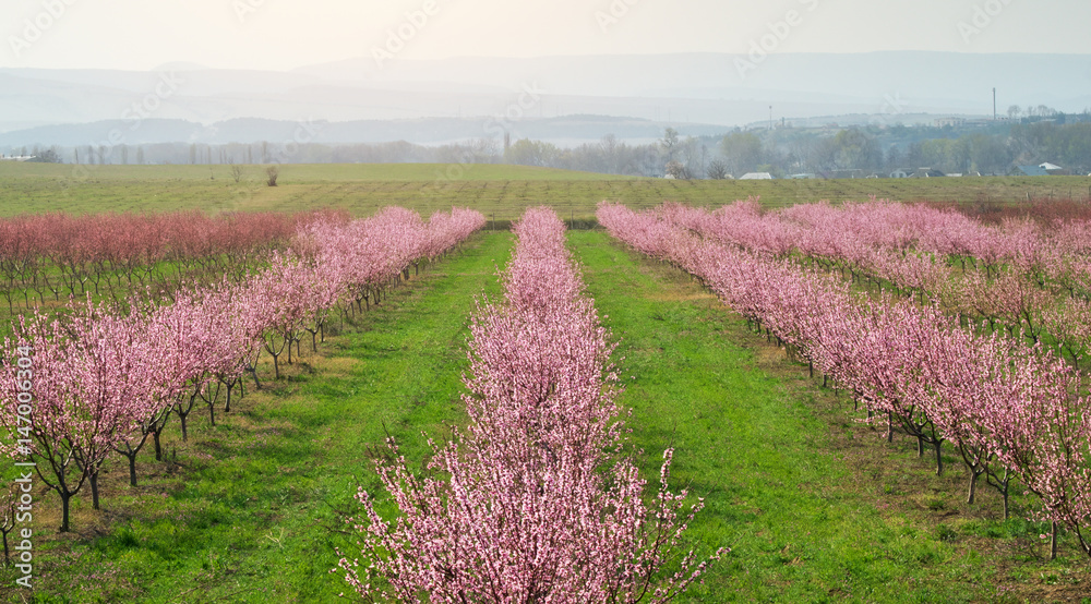 Orchard blooming trees.