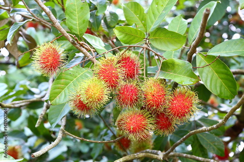 Fresh rambutan from the orchard on the eastern part of Thailand