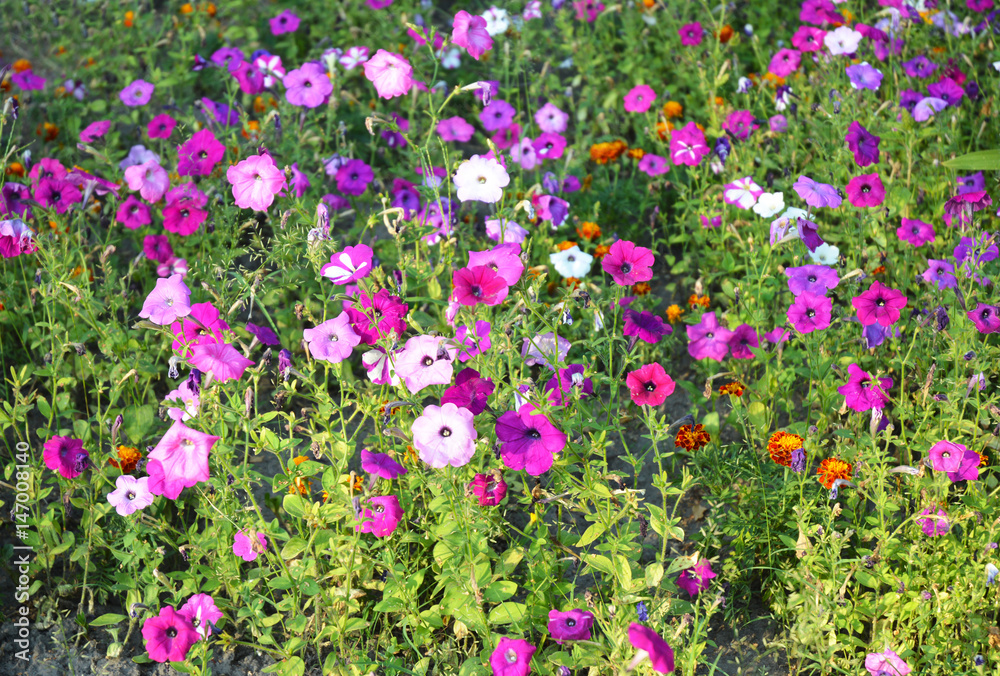 Fototapeta premium Colorful flowerbed of Petunia exserta flowers. Natural Petunia flowers Background.