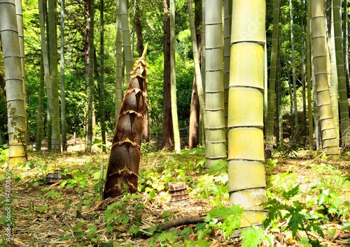 Bamboo shoots in japanese spring