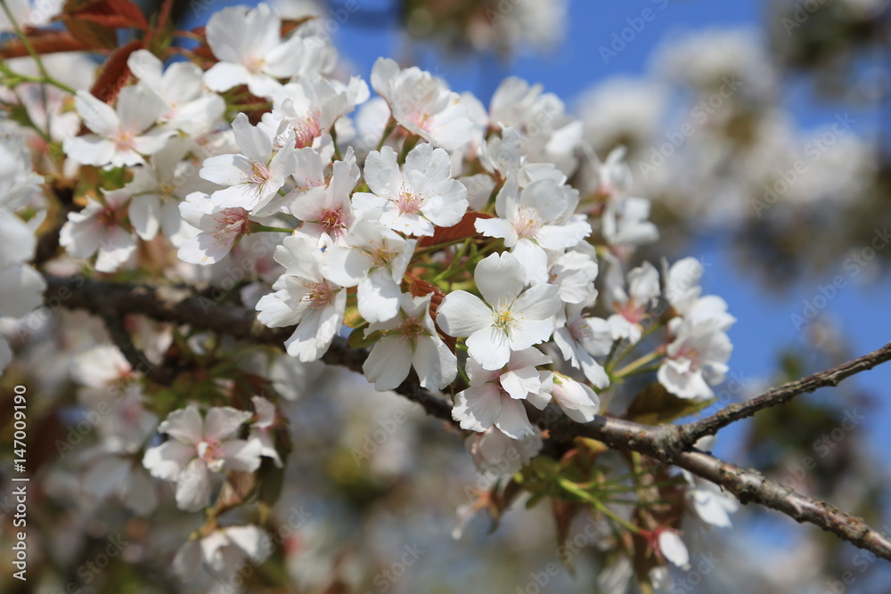 桜の花