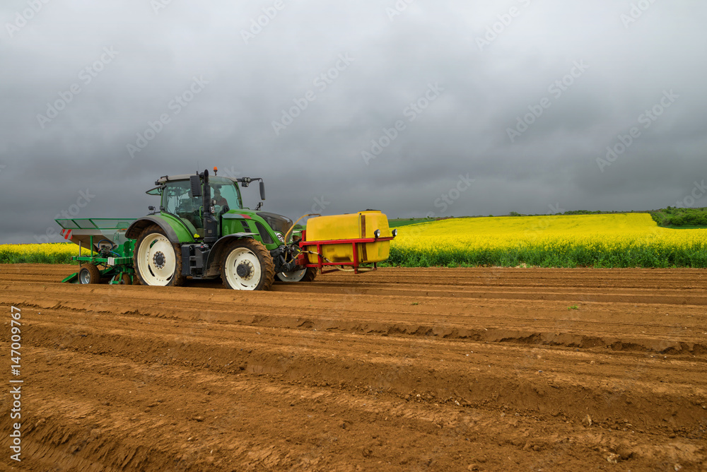 Obraz premium planter les pommes de terre