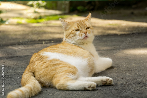 Ginger Cat on the Street