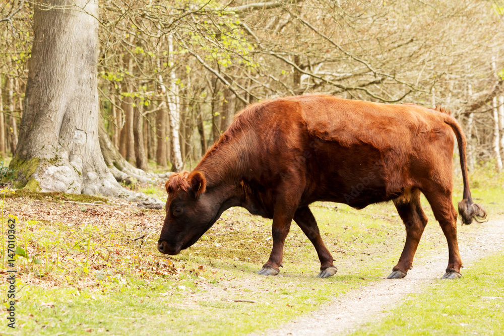 Cows grazing in english woodland during spring Cows grazing in english woodland during spring