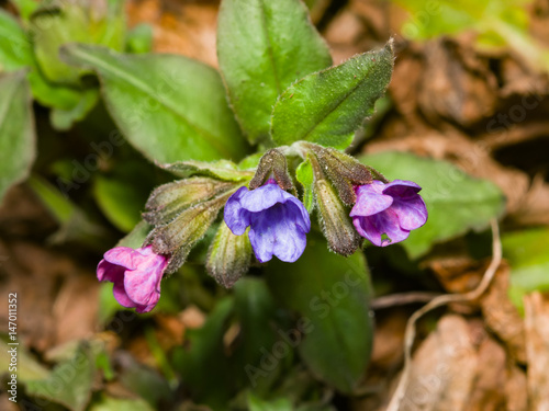 Pulmonaria or Lungwort with Pink and Blue Flowers macro on bokeh background, selective focus, shallow DOF
