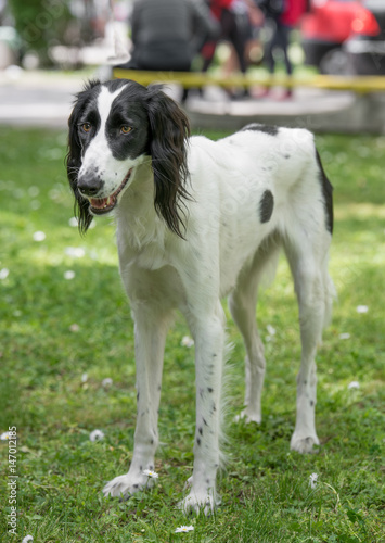 Taigan, (Kyrgyz Sighthound) sitting on the green grass. photo