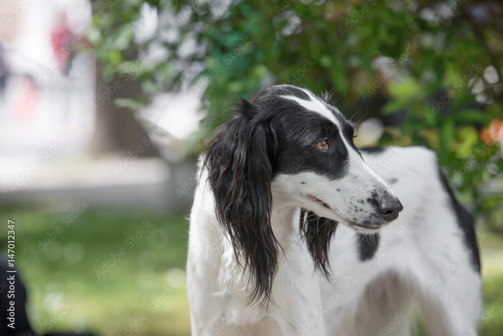 Fototapeta premium Taigan, (Kyrgyz Sighthound) sitting on the green grass