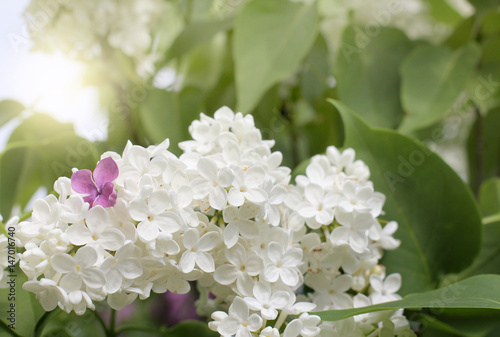 spring wonders in the garden/ Small purple flower in a bouquet of white lilac