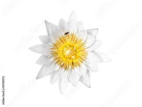 White lotus, yellow pollen and bee isolate on white background.