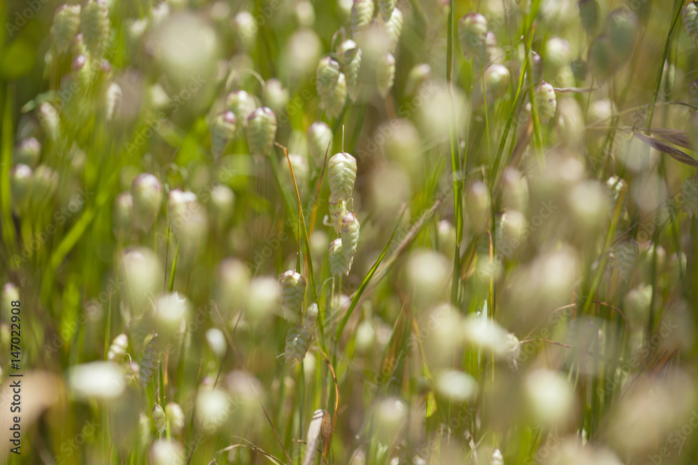 flora of Gran Canaria - Briza maxima
