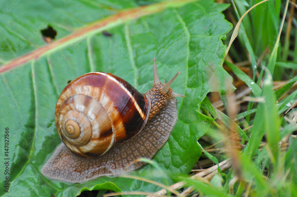 Snail crawling on green leaf in garden on rain. Snail in the natural wetland habitats Snail crawling on green leaf in garden on rain. Snail in the natural wetland habitats