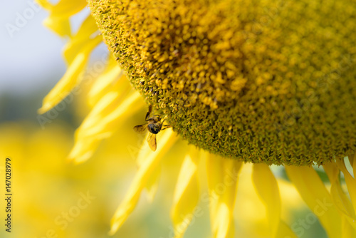 Honey bee feeding on sunlower polen. Sunflowers farming helping to increase honey bee population Asia photo