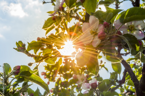 Sun rays shining between apple tree branches