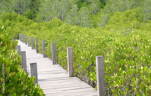 Mangrove forest Nature and Forest Klaeng in Rayong  Thailand