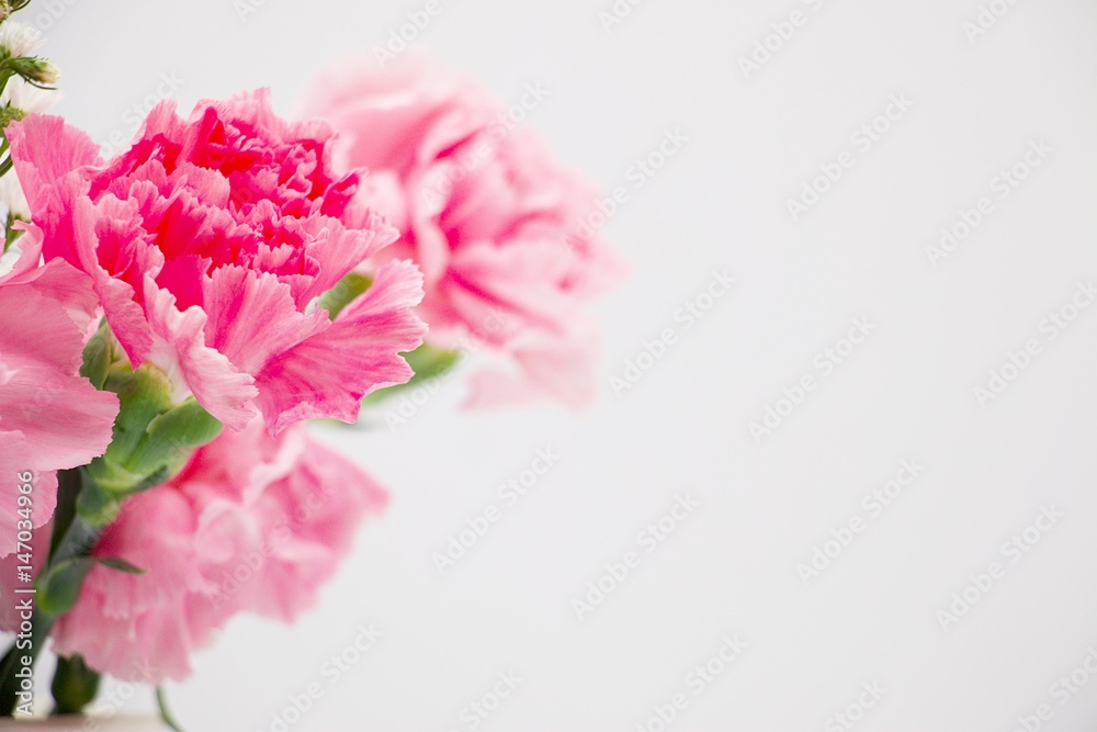 Pink carnation flower