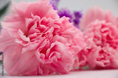 Fototapeta Naklejka Na Ścianę i Meble -  Carnation flower in pink