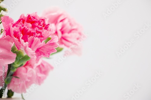 Wallpaper Mural Pink carnation flower Torontodigital.ca