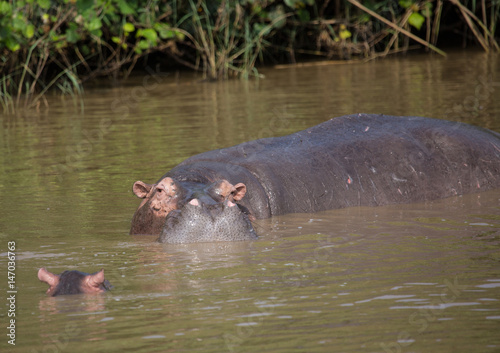 Hippopotamus mother with her baby in the water at the  ISimangaliso Wetland Park, South Africa