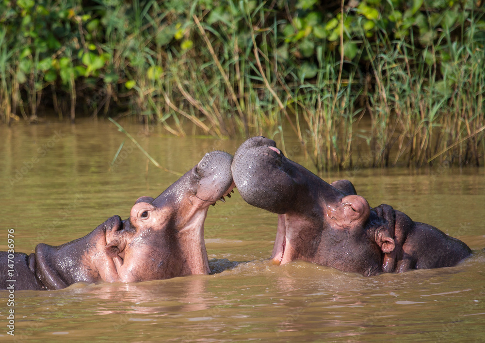 Hippopotamus mother kissing with her child in the water at the ISimangaliso Wetland Park, South Africa Hippopotamus mother kissing with her child in the water at the ISimangaliso Wetland Park, South Africa