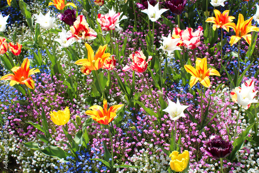 Tulipes Tulipes