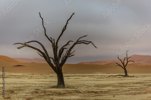 A single dead tree in the Deadvlei area in sossusvlei, Namibia