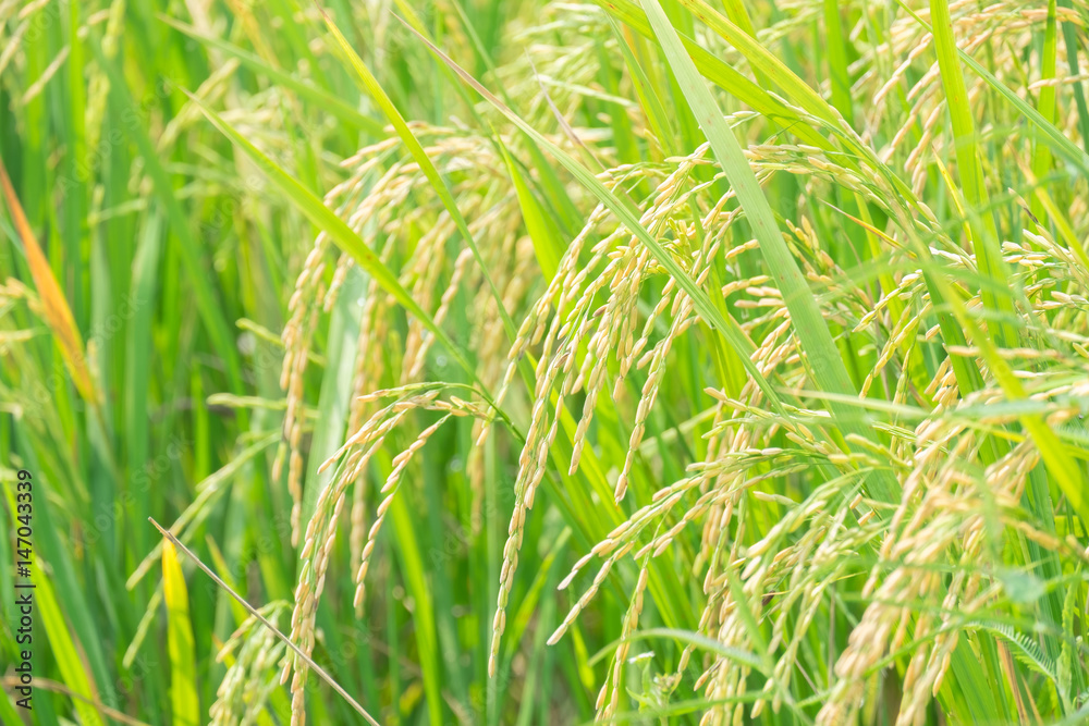close up of yellow and green rice field, rice seed before harvest. nature background close up of yellow and green rice field, rice seed before harvest. nature background